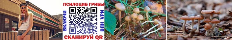 Псилоцибиновые грибы Psilocybine cubensis Дно